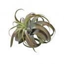 アートプランツキセログラフィカC フェイクプランツ 造花 ディスプレイ 観葉植物 長さ330