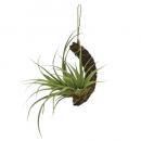 アートプランツハンギングティランジア01 フェイクプランツ 造花 ディスプレイ 観葉植物 高さ130