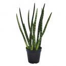 アートプランツサンセベリアA 2個セット フェイクプランツ 造花 ディスプレイ 高さ46