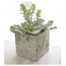 サキュレントポット・アエオニウム 4個セット おしゃれ ディスプレイ フェイクプランツ 造花 植物