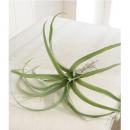 エアプランツ M 6個セット おしゃれ ディスプレイ フェイクプランツ 造花 植物 合成樹脂