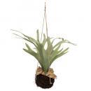 アートプランツコウモリランハンギングA インテリア ディスプレイ 飾り ハンドメイド 高さ560