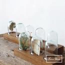 WOOD ディスプレイ グロット W/5GLASSテラリウム ガラス おしゃれ 幅70