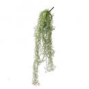 観葉植物 ウスネオイデス ハンギング 吊り下げ インテリア 高さ75cm 通販