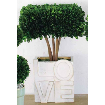 エバーグリーン　トピアリー　キューブラブ