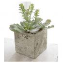 サキュレントポット・アエオニウム 4個セット おしゃれ ディスプレイ フェイクプランツ 造花 植物