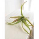 エアプランツ L 4個セット おしゃれ ディスプレイ フェイクプランツ 造花 植物 合成樹脂