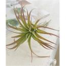 エアプランツ S 6個セット おしゃれ ディスプレイ フェイクプランツ 造花 植物 合成樹脂