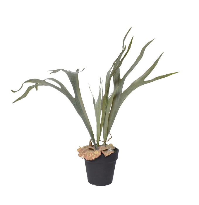 “アートプランツスタッグホーンS”