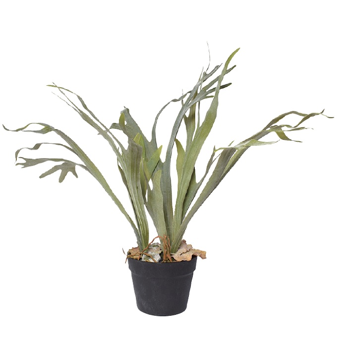 “アートプランツスタッグホーンL”