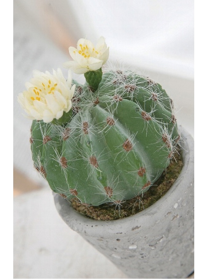 “カクタスポットボール”