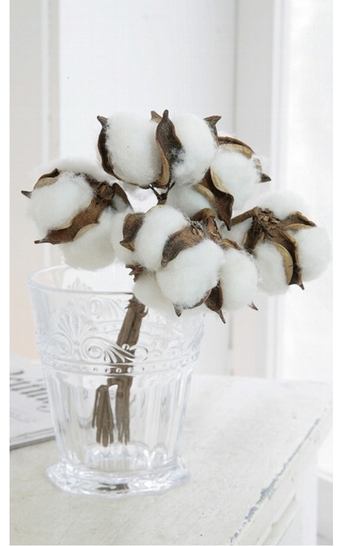 “コットンフラワーブッシュ”